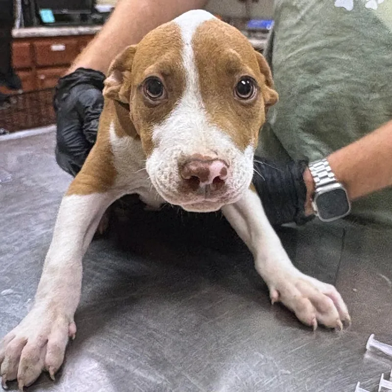 A baby small-sized male Red / Chestnut / Orange Terrier dog named Indiana Bones U for adoption in Tupelo, MS