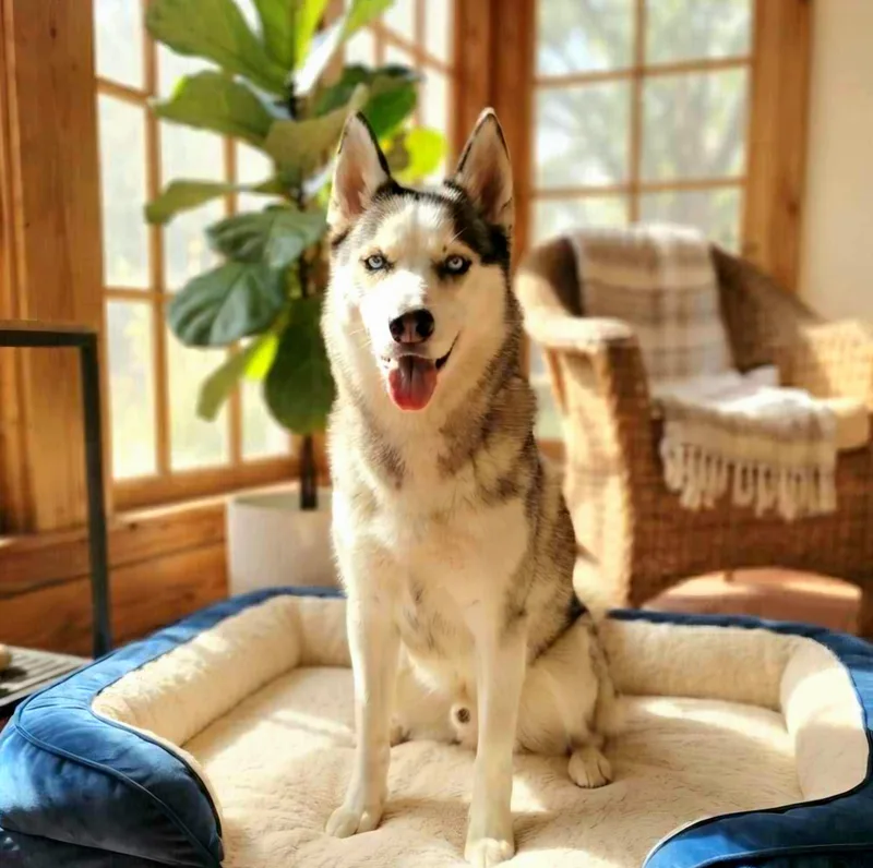 An adult medium-sized male Tricolor (Brown, Black, & White) Siberian Husky dog named Kodiak for adoption in Gregory, TX