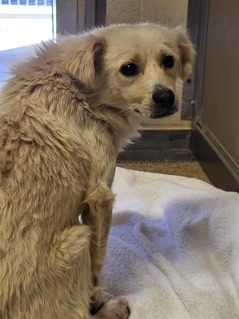 An adult medium-sized male Chihuahua dog named Mango for adoption in Albuquerque, NM