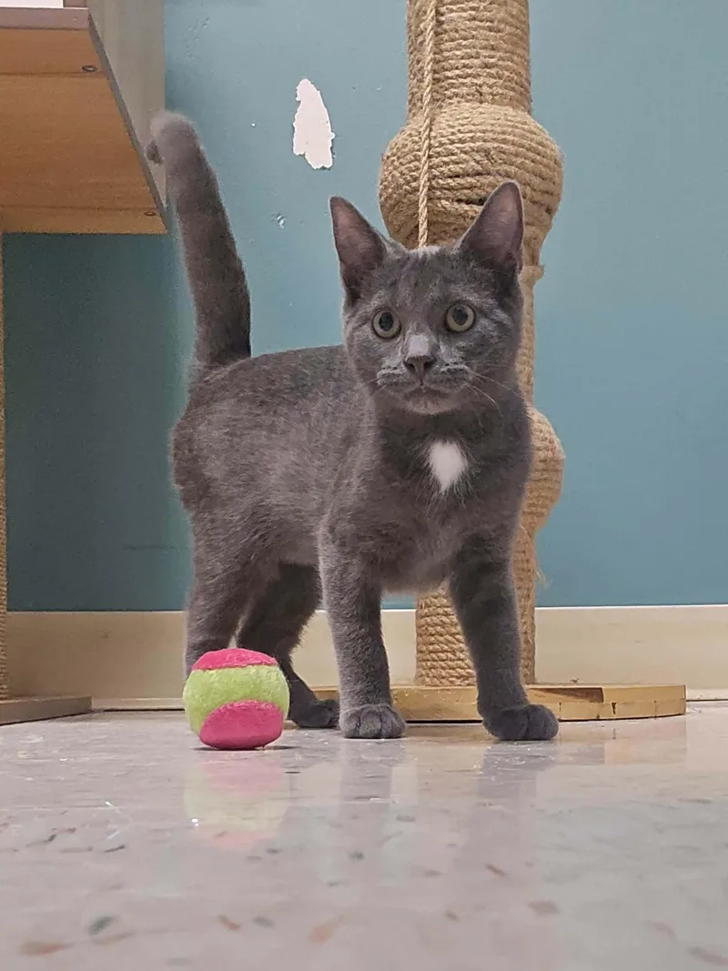 A baby medium-sized female Gray / Blue / Silver Domestic Short Hair cat named Kaida for adoption in Chambersburg, PA