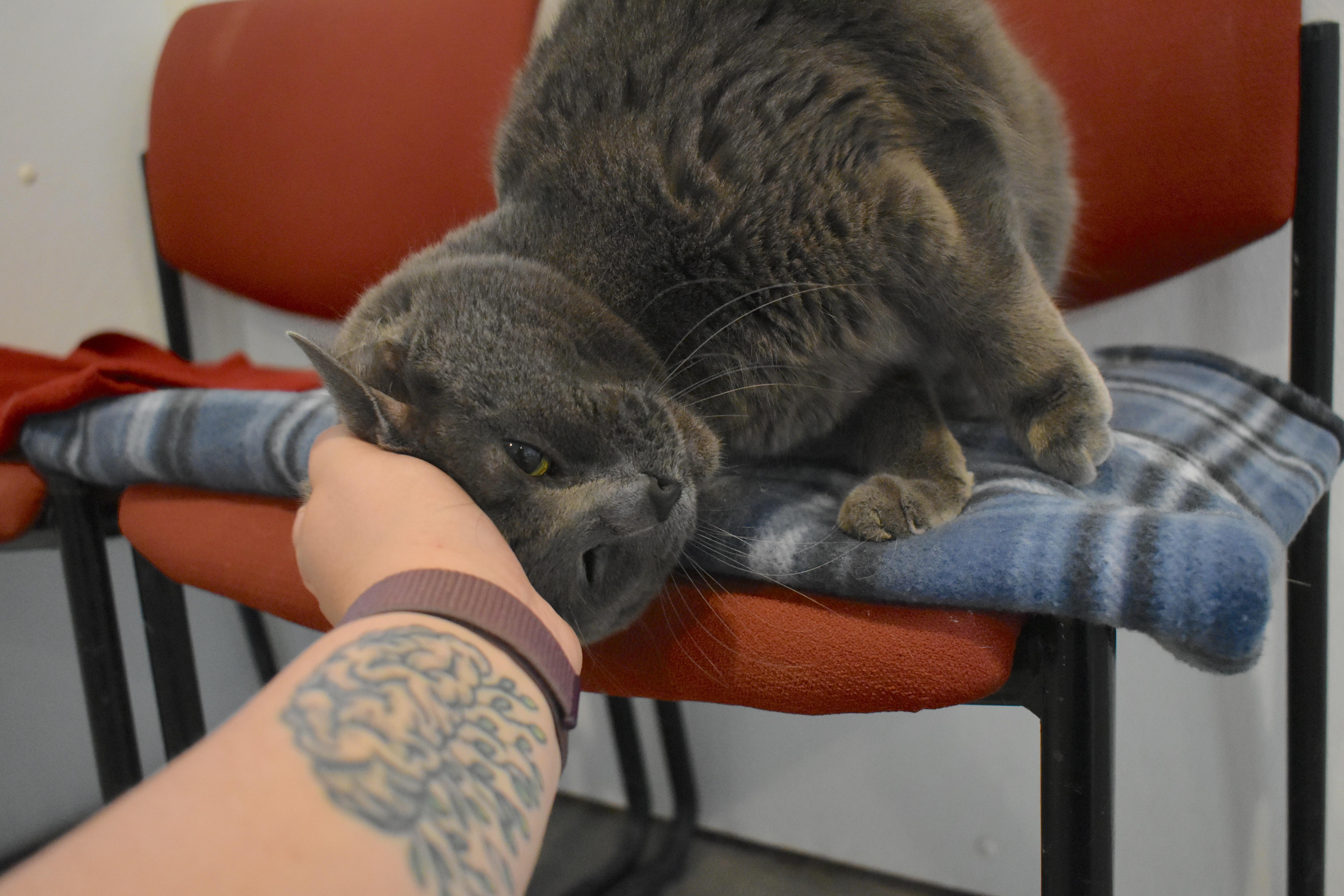 An adult medium-sized male Domestic Short Hair cat named Jaxx for adoption in Auburn, NE