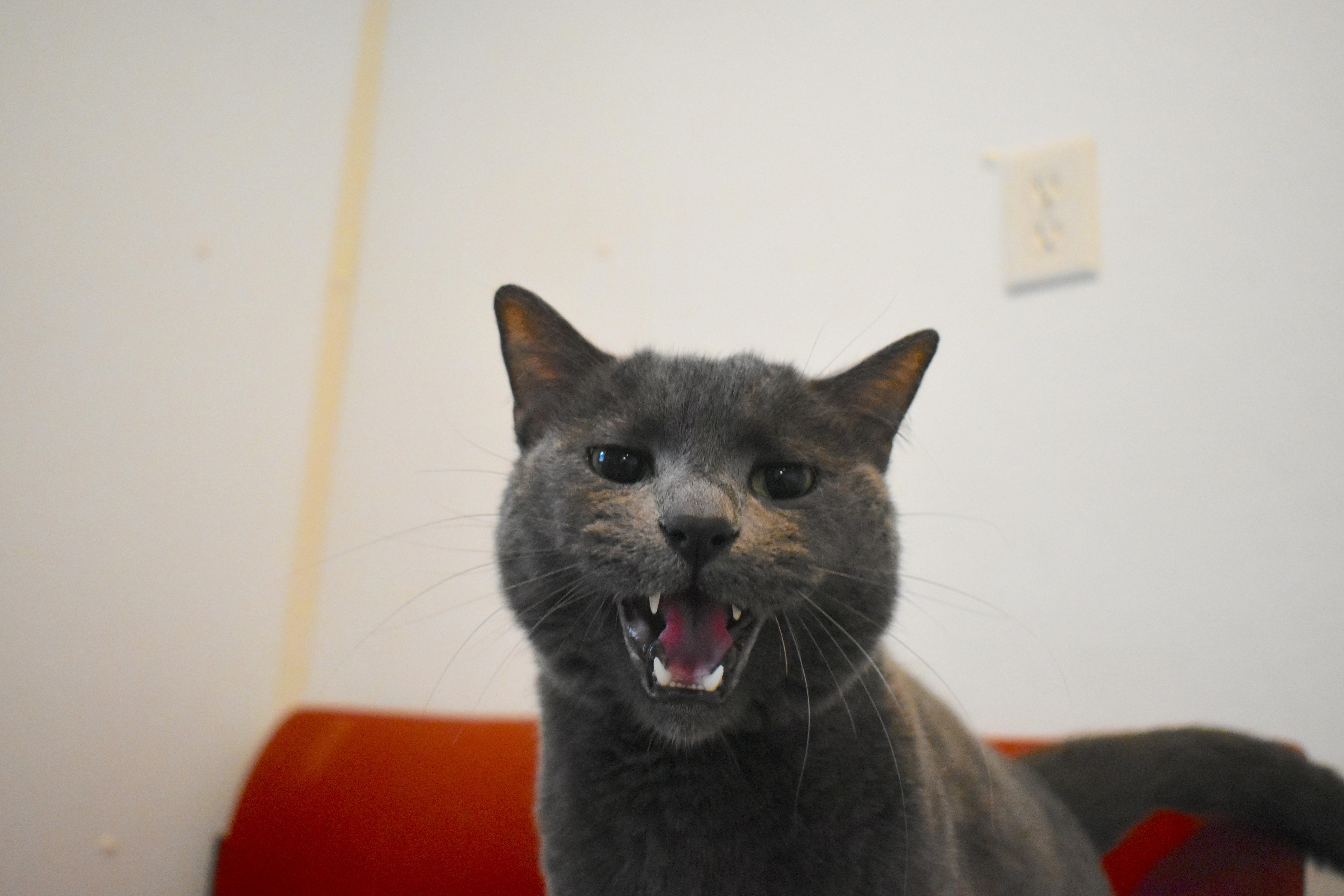 Jaxx thumbnail 3