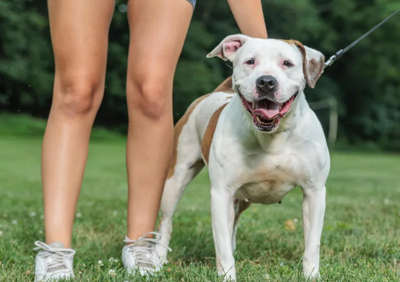 A young medium-sized female Staffordshire Bull Terrier dog named Tulip for adoption in Chester Springs, PA