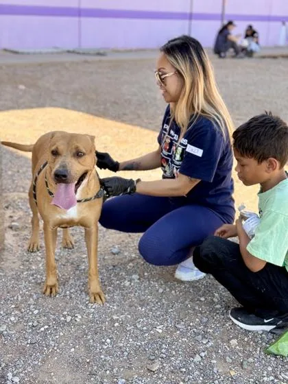 An adult large-sized female Mixed Breed dog named Maddie for adoption in El Paso, TX