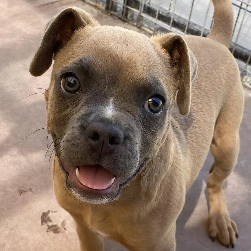A baby small-sized male Brown / Chocolate Mixed Breed dog named Levi for adoption in Palm Springs, CA
