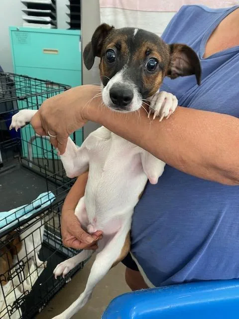 A young medium-sized male Mixed Breed dog named Bruce for adoption in Dallas, TX