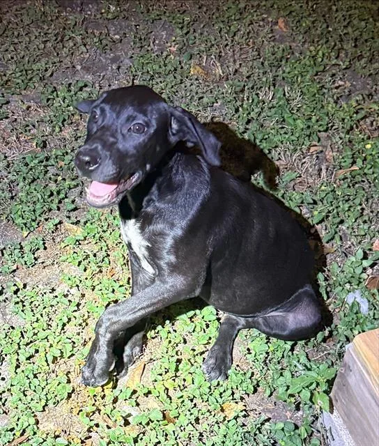 A baby small-sized male Labrador Retriever dog named Franklin for adoption in San Antonio, TX