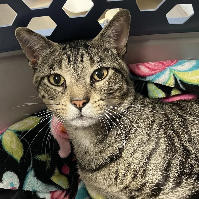 An adult large-sized male Brown / Chocolate Domestic Short Hair cat named Basil for adoption in DeKalb, IL