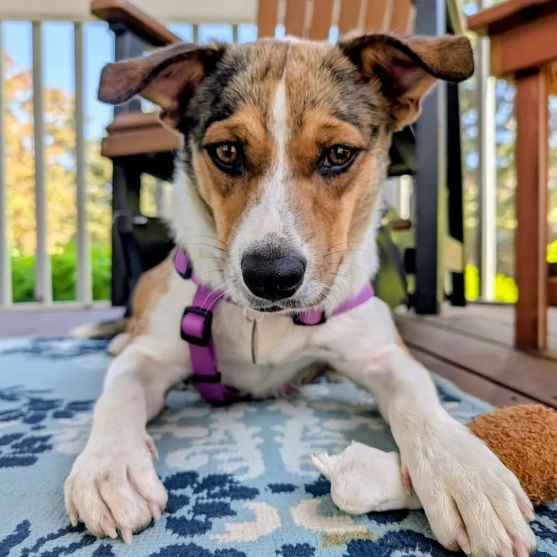 A young medium-sized female Brown / Chocolate Collie dog named Pancake D for adoption in Princeton, MN