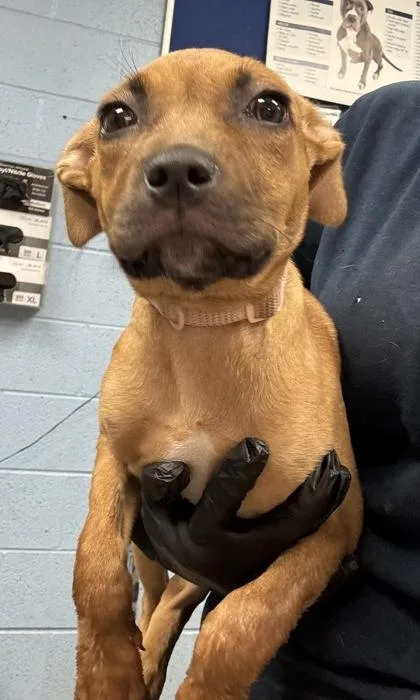 A baby small-sized female Mixed Breed dog named Landra for adoption in Chamblee, GA
