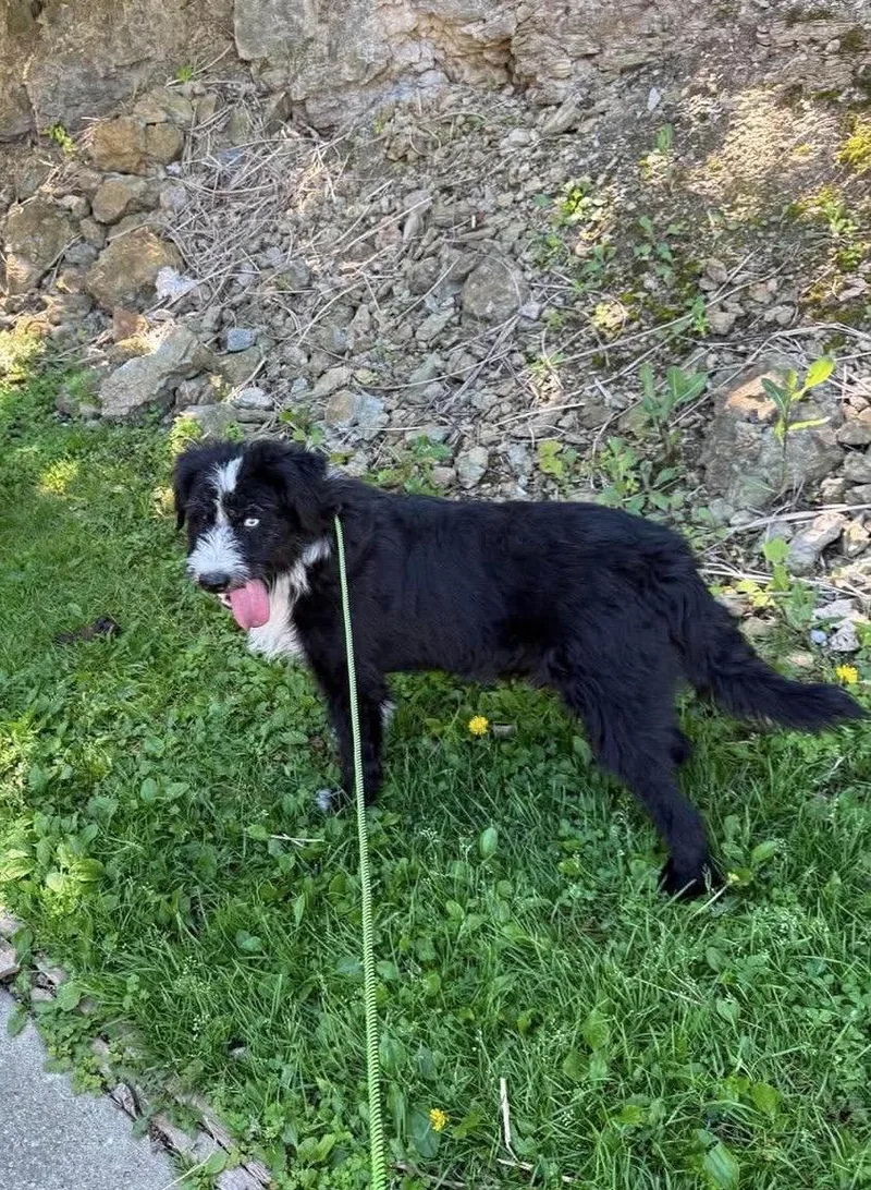 A young medium-sized male Black Border Collie dog named Seneca for adoption in St. Clairsville, OH