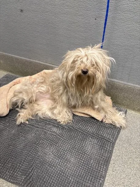An adult small-sized female Maltese dog named Poof for adoption in Las Vegas, NV