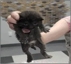 Truffle