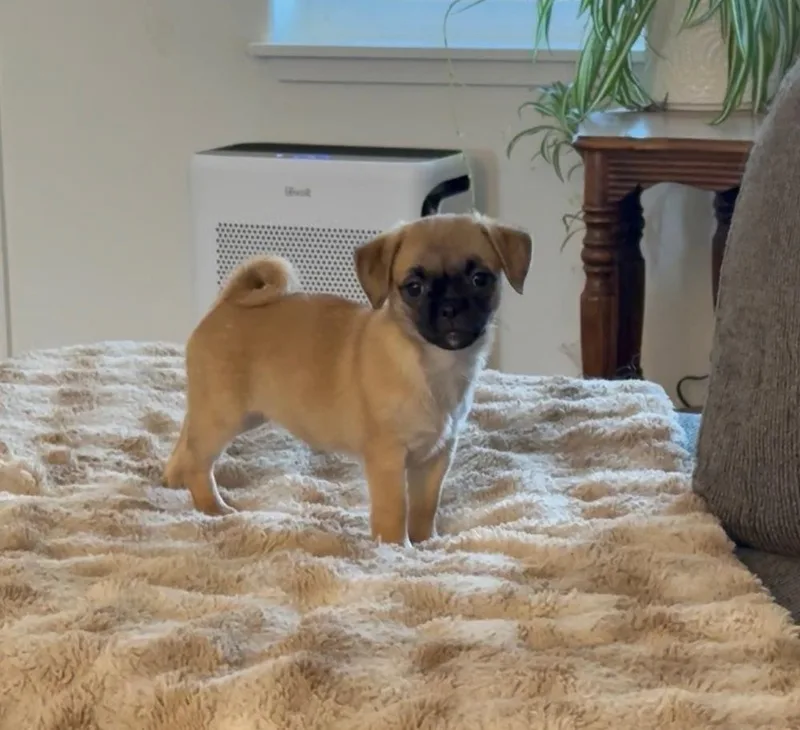 A baby small-sized female White / Cream Pug dog named Starla's puppies for adoption in Bend, OR
