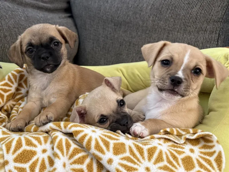 Starla's puppies thumbnail 2