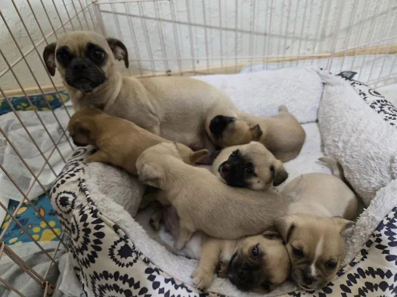 Starla's puppies thumbnail 3