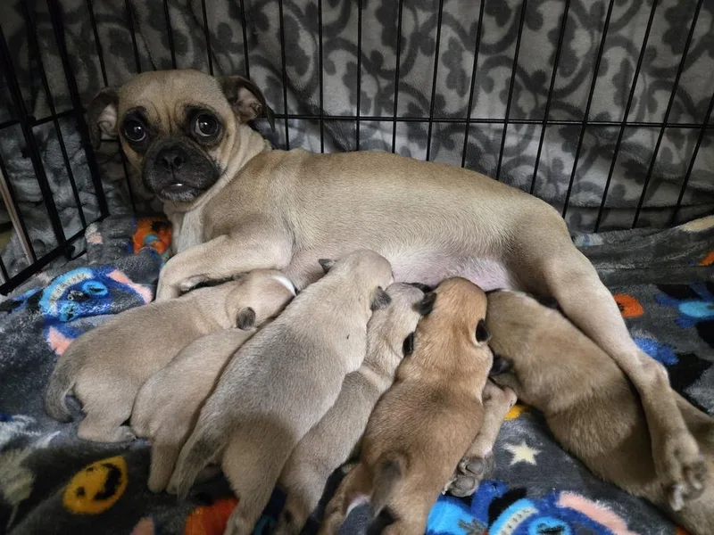 Starla's puppies thumbnail 4