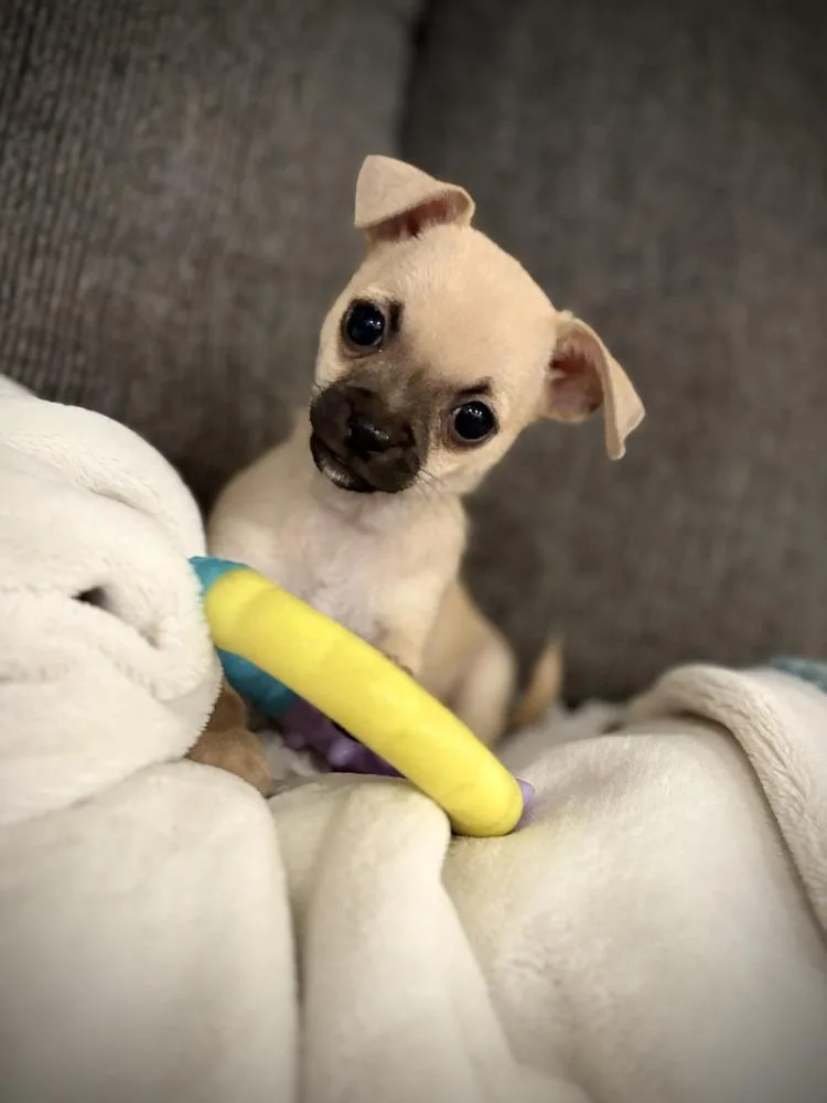 Starla's puppies thumbnail 5