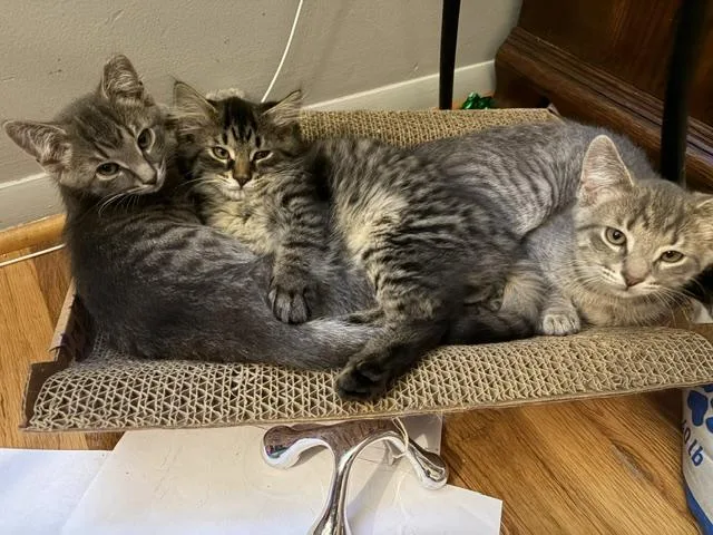 A baby medium-sized male Tabby (Brown / Chocolate) Tabby cat named Taylor for adoption in Midland, MI