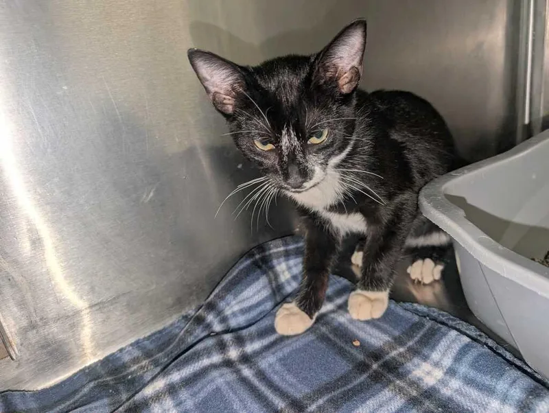 A baby medium-sized male Domestic Short Hair cat named Nouveau for adoption in Athens, AL