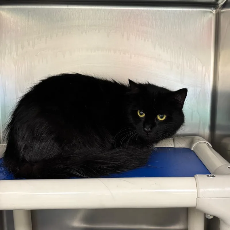 An adult medium-sized female Black Domestic Long Hair cat named Bailey for adoption in Galax, VA