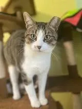 Normeow Bates thumbnail 2