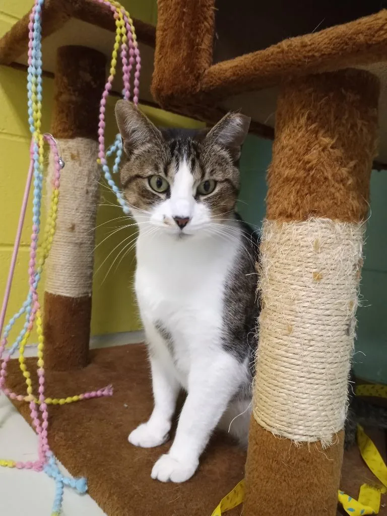 Normeow Bates thumbnail 3