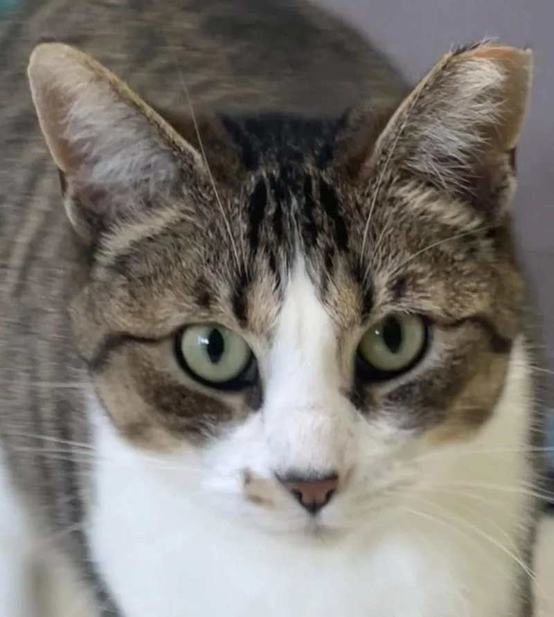 Normeow Bates thumbnail 4