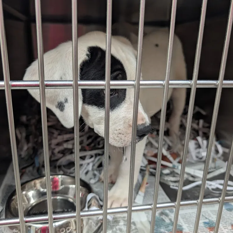 A baby large-sized male White / Cream Mixed Breed dog named Canvas for adoption in Lakeland, FL
