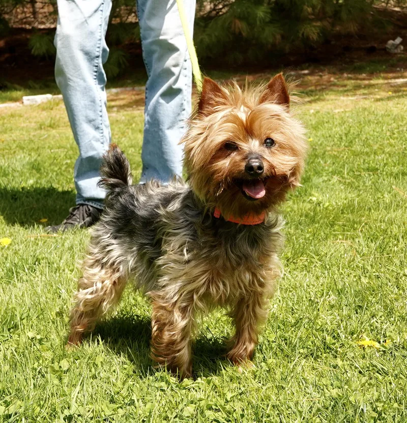 A senior small-sized male Bicolor Yorkshire Terrier dog named Shadow for adoption in Scituate, MA