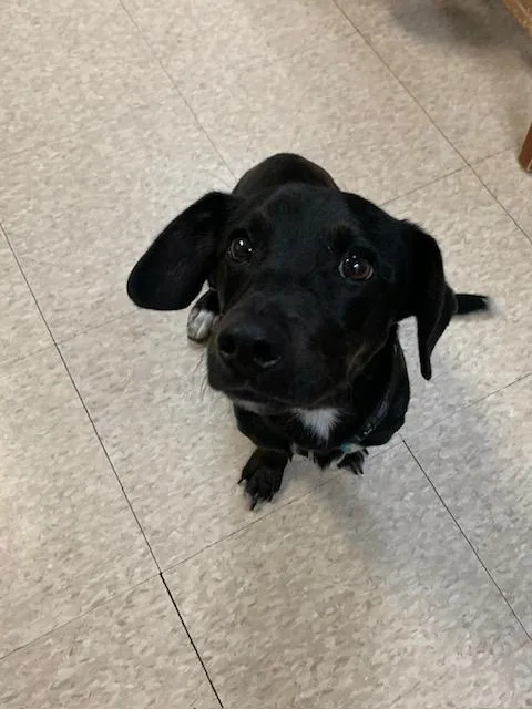 A baby small-sized male Black Dachshund dog named Trooper for adoption in Fair Oaks Ranch, TX