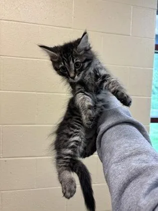 A baby small-sized female Domestic Medium Hair cat named Hershey for adoption in Independence, MO