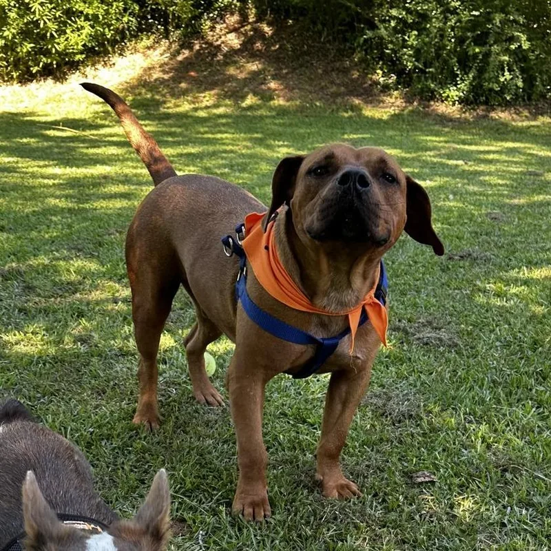 Scooby