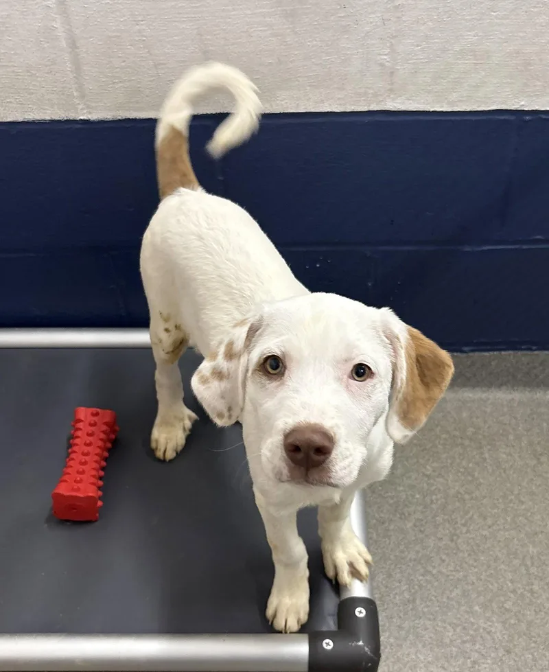 A young medium-sized male Mixed Breed dog named Yoshi  Months Male for adoption in Sterling, MA