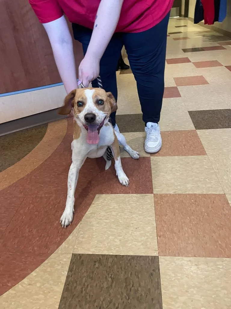 A young medium-sized male Terrier dog named Roger for adoption in Wintersville, OH