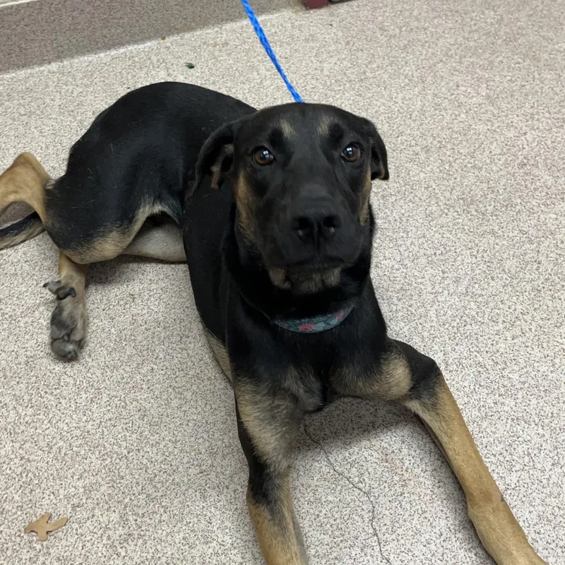 A young medium-sized female Black German Shepherd Dog dog named Remmy for adoption in Ardmore, OK