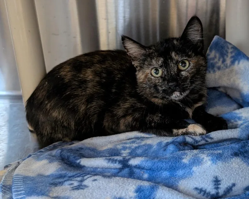 A baby medium-sized female Domestic Short Hair cat named Tot for adoption in Havre, MT