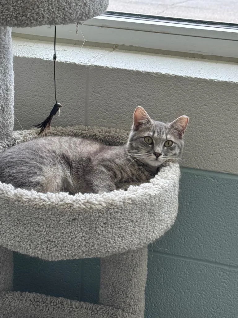 A baby small-sized male Domestic Short Hair cat named Guppy for adoption in Dalton, GA