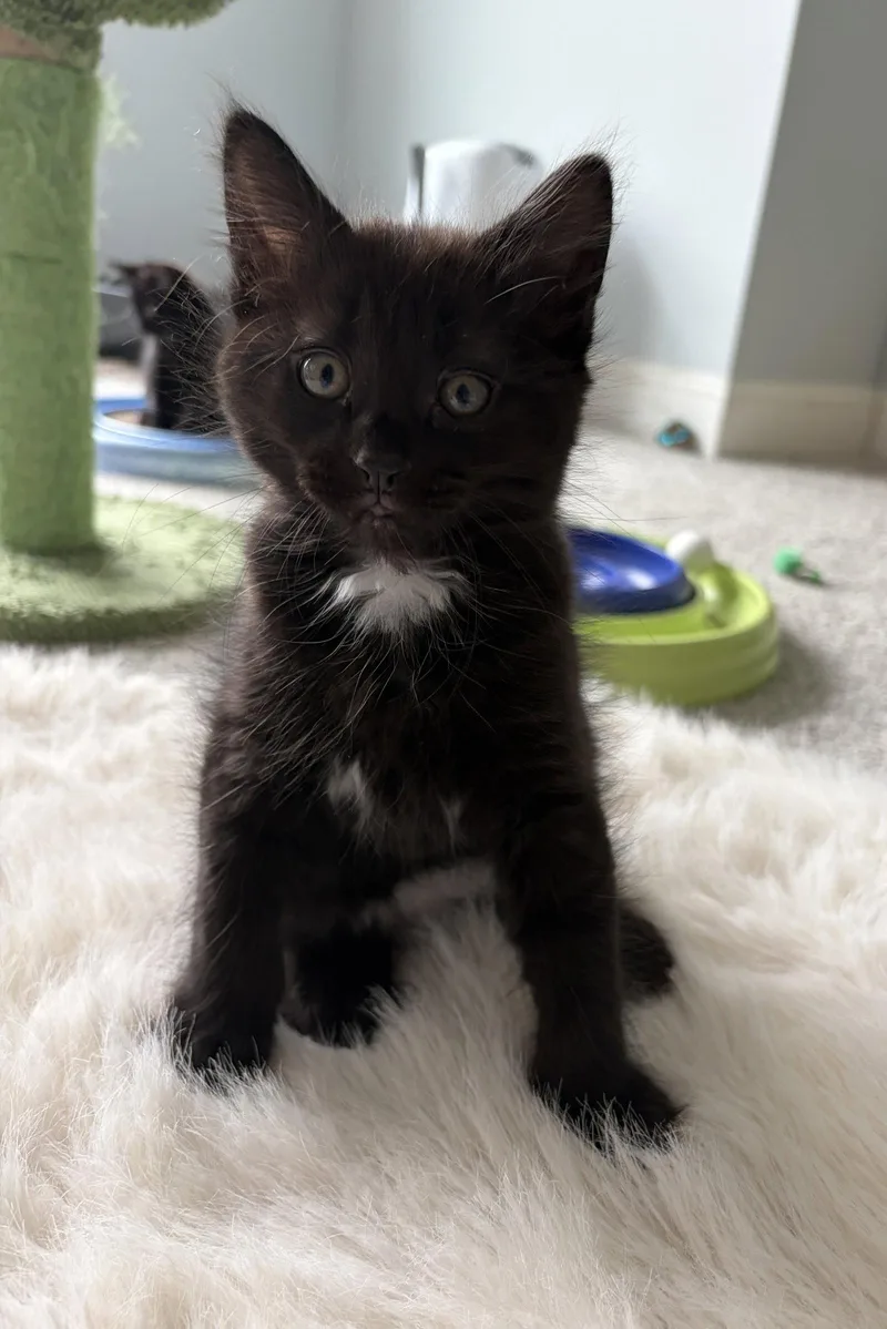 A baby medium-sized male Black Domestic Short Hair cat named Jay for adoption in Elgin, IL