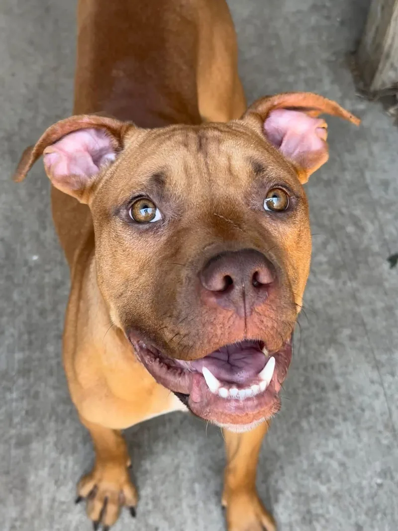 An adult medium-sized male Brown / Chocolate Pit Bull Terrier dog named Fisherman for adoption in Chicago, IL