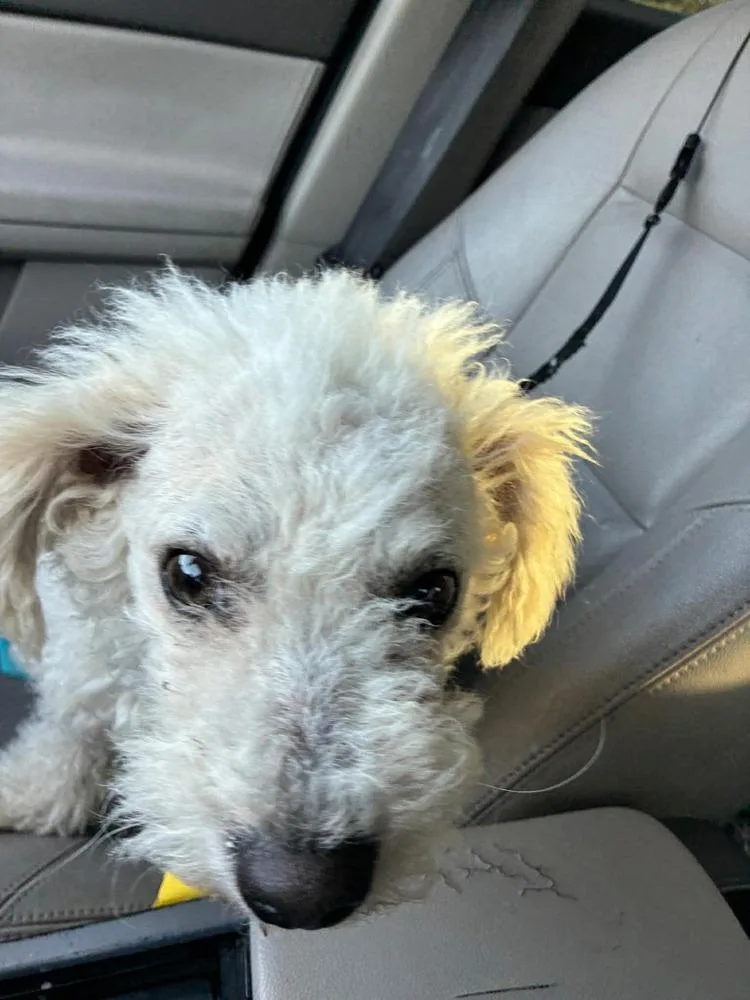 An adult small-sized male White / Cream Bichon Frise dog named Bingo for adoption in Middletown, CT