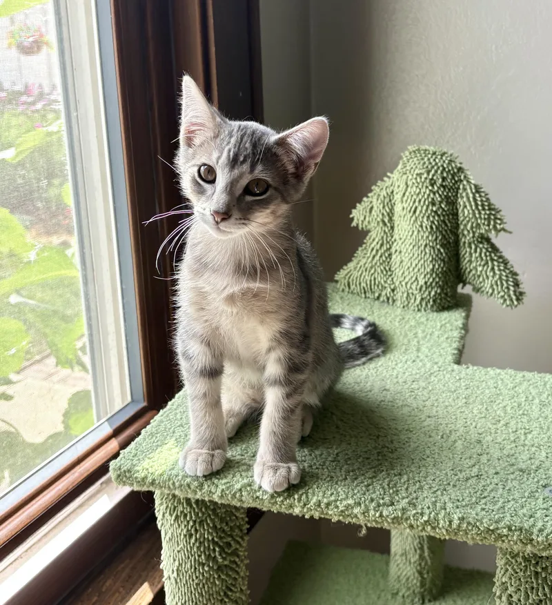 A baby small-sized male Tabby (Gray / Blue / Silver) Domestic Short Hair cat named Guppy for adoption in Milwaukee, WI