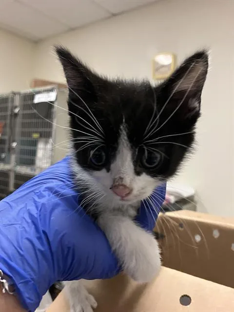 A baby small-sized male Domestic Short Hair cat named Spud for adoption in Long Beach, CA