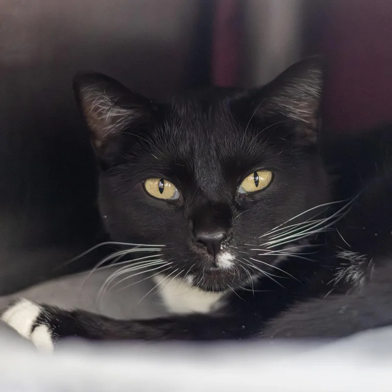 An adult large-sized female Black Domestic Short Hair cat named Leslie for adoption in Wilmington, DE