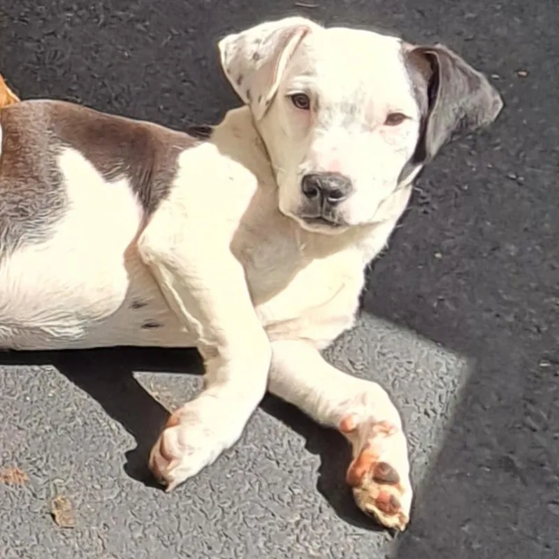 Black Jack thumbnail 3