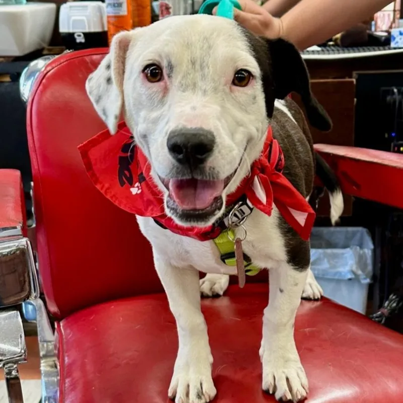 Black Jack thumbnail 4