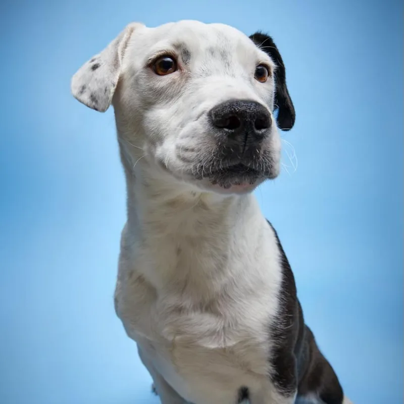 Black Jack thumbnail 6