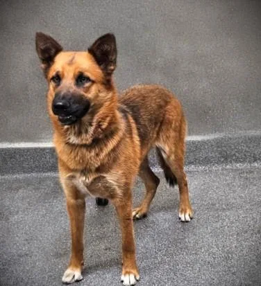 A young large-sized female German Shepherd Dog dog named Hash Browns for adoption in Los Angeles, CA