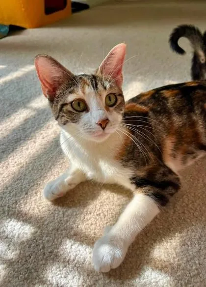 An adult medium-sized female Brown / Chocolate Domestic Short Hair cat named Reba for adoption in Kansas City, MO