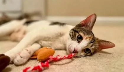 Reba thumbnail 2